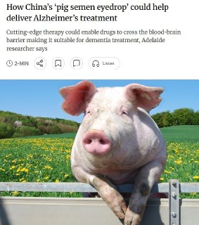 Глазные капли из свиной спермы могут помочь вылечить болезнь Альцгеймера