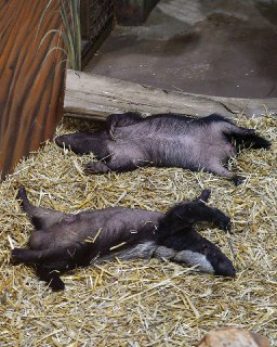 Медведи в Московском зоопарке высмеяли уставших москвичей