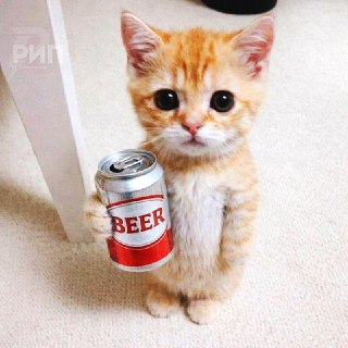 День баночного пива