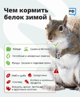 Как помочь белкам пережить зиму: советы от Объясняем.рф
