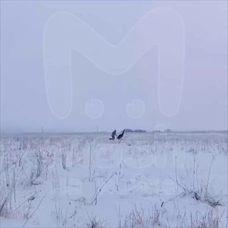 Страус сбежал от хозяйки в Ленинградской области