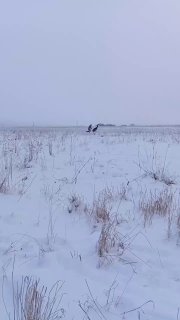 В Ленобласти нашли сбежавшего страуса