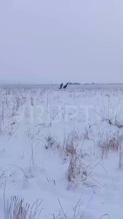 В Санкт-Петербурге задержали сбежавшего страуса