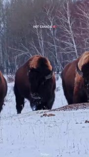 В Казахстане восстанавливают степные экосистемы с помощью зубров