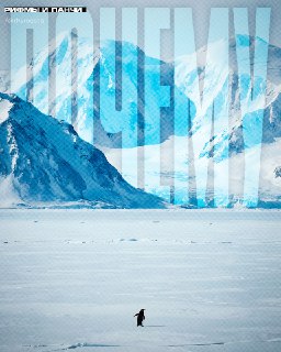 Пингвин-нигилист: видео с птицей, отправившейся на верную смерть, завирусилось в сети