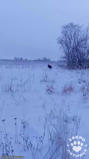 Страус сбежал с фермы в Заречье и устроил погоню