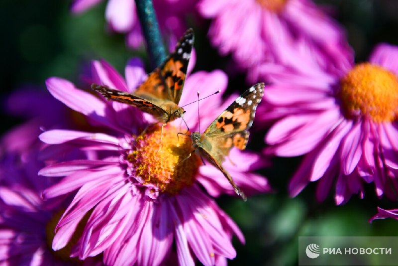 В Москве ожидают нашествие насекомых после снежной зимы