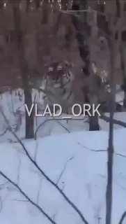 В Уссурийске местные жители встретили тигрицу