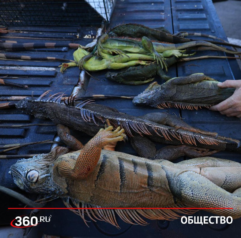 Флорида усыпила тысячи игуан, несмотря на попытки спасения