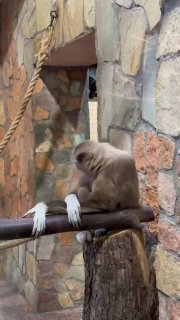 В Ленинградском зоопарке родился детеныш белорукого гиббона