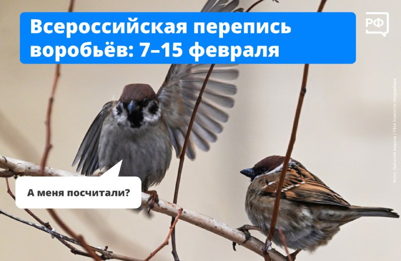 Всероссийская перепись воробьёв: как принять участие