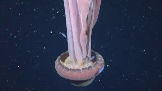 Гигантская медуза-призрак замечена у берегов Аргентины