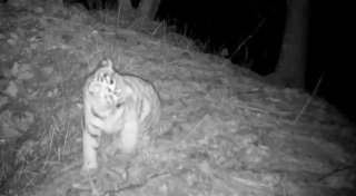 Тигренок в "Земле леопарда"
