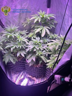 В Москве осуждены мать и сын за выращивание и хранение наркотиков