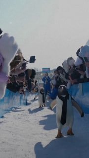 В Харбине прошел парад пингвинов