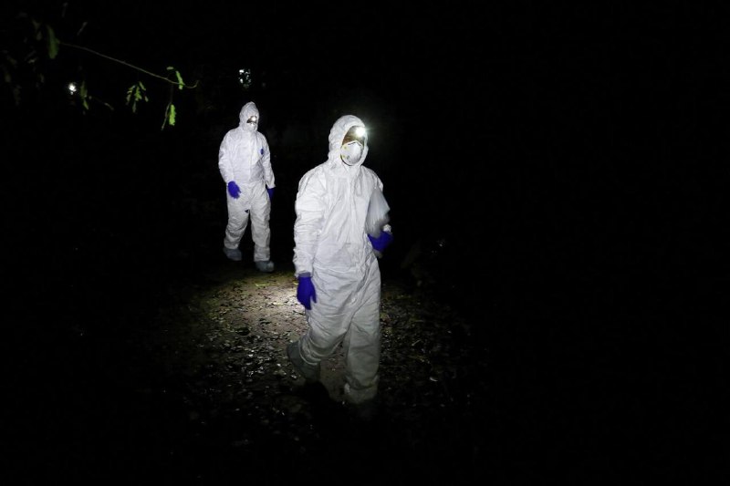 Отсутствие завозных случаев Нипах в России