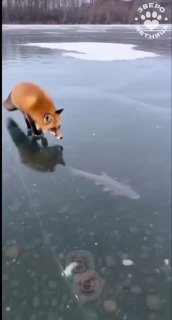 День зимней рыбалки в Петербурге