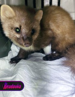 В Башкирии рыбаки спасли куницу из капкана