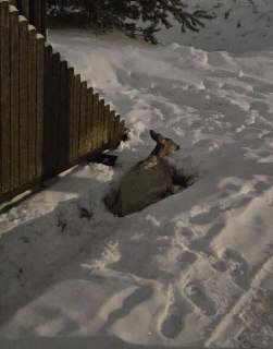 Жители Вильнюса спасли оленёнка