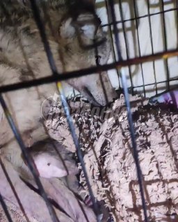 В Ленобласти выхаживали раненую волчицу, пряча ее от охотников