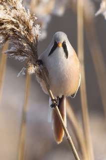 В Петербурге сфотографировали редкую усатую синицу