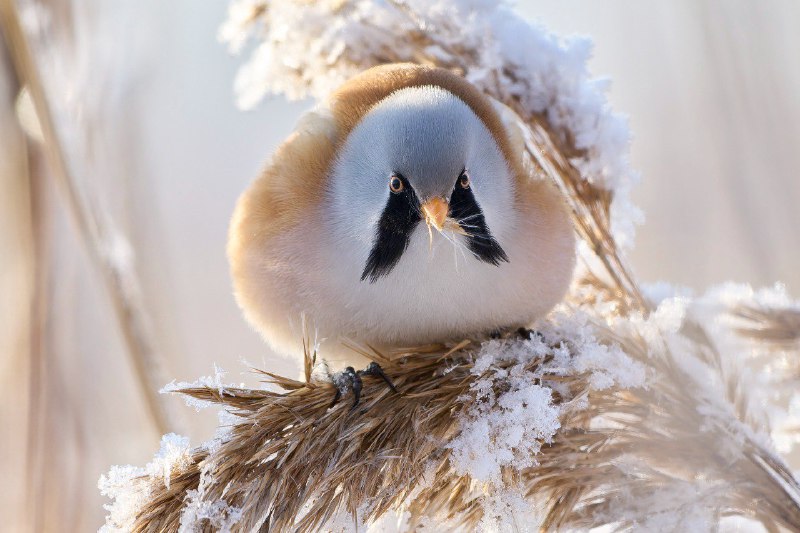 Иллюстрация 2