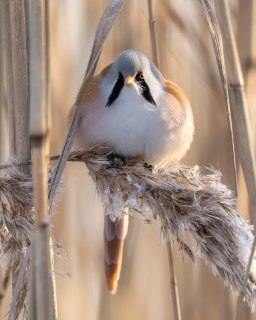 Иллюстрация 3