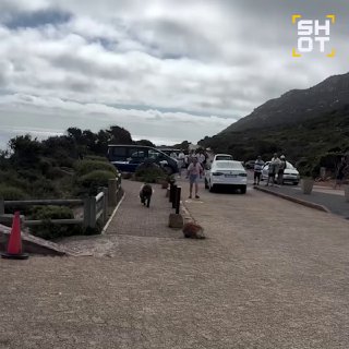 Бабуин-гопник отобрал чипсы у российских туристов в ЮАР