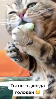 День безумного желудка