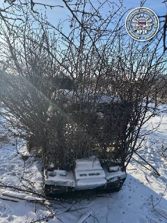 Российская РЭБ "Курьер" замаскирована под куст