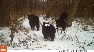 Медвежата повторили картину Шишкина