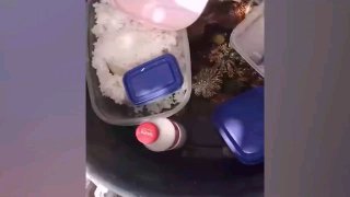 Фудблогер умерла после употребления ядовитых крабов на Филиппинах