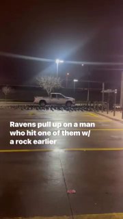 Мстительные вороны: история о том, как не стоит обижать птиц