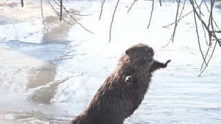 В Литве засняли бобра на берегу Немана