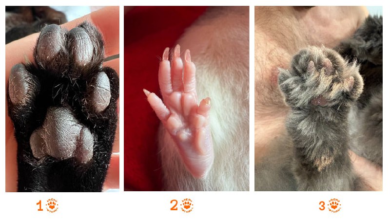 Фонтанка SPB Online запускает игру "ЗвероПятница"