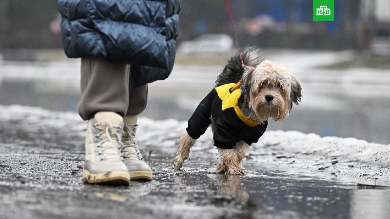 Оттепель в Москве