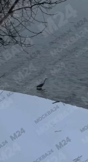 Красная цапля в московском парке