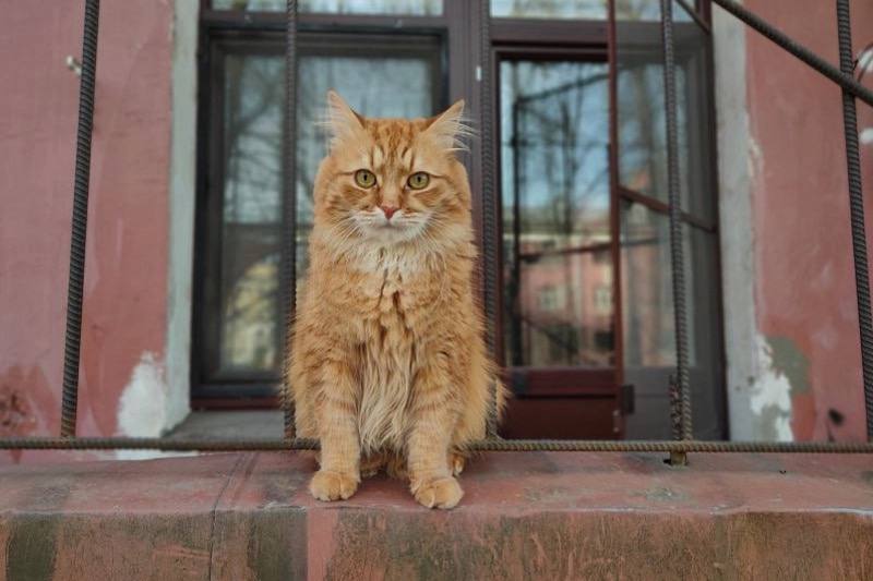 Иллюстрация 2