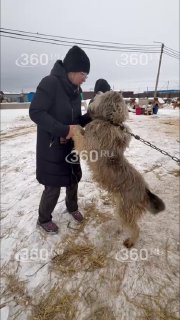 В Красноярске приют для собак может усыпить несколько сотен животных