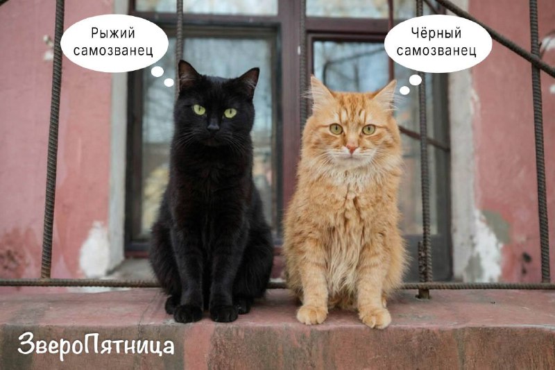 Проект "ЗвероПятницы" от "Фонтанки" и загадка о старшей сестре