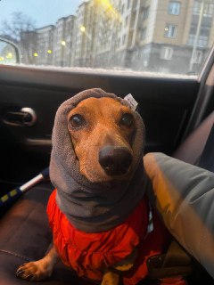 Петербургская женщина вернула свою таксу после судебных разбирательств