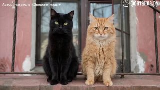 Петербуржцы проверили свою наблюдательность в загадке о котах
