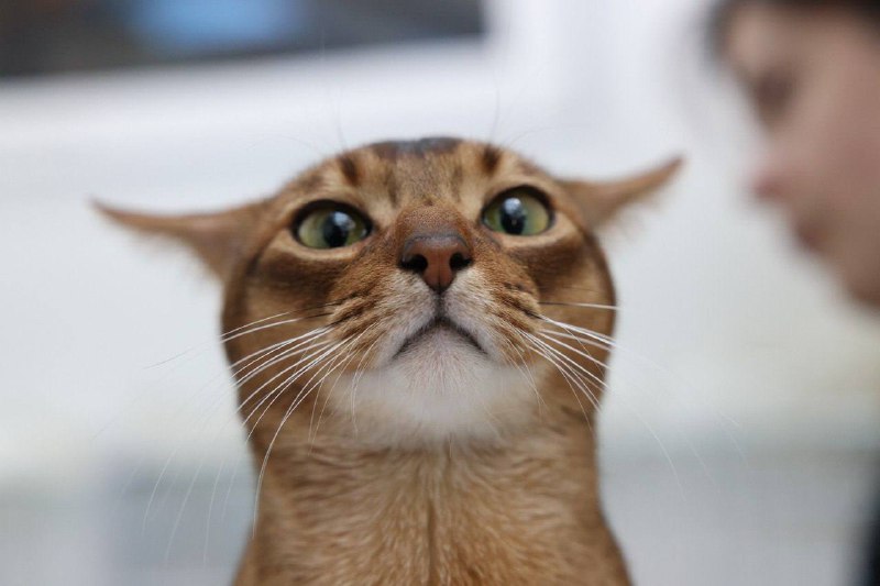 Московский кот-чемпион ищет невесту