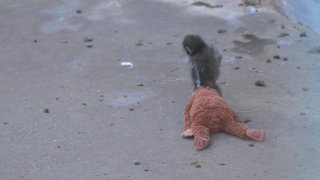 Трогательная история макаки Панча