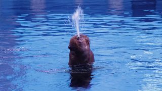 Моржи обменялись поцелуями на День святого Валентина