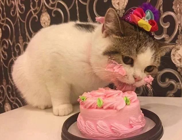 Десерты и риск деменции