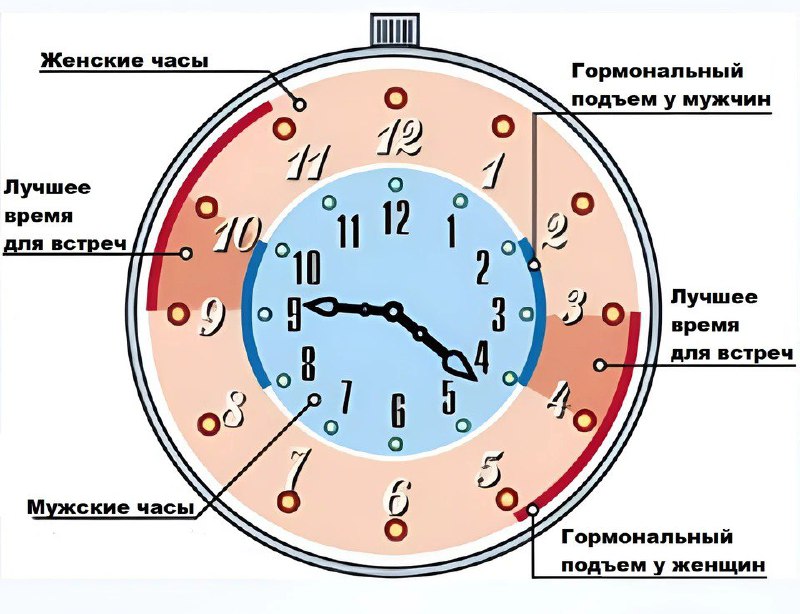 Нейробиологи назвали лучшее время для секса