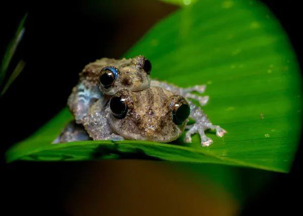 Совместное заявление о смерти Навального