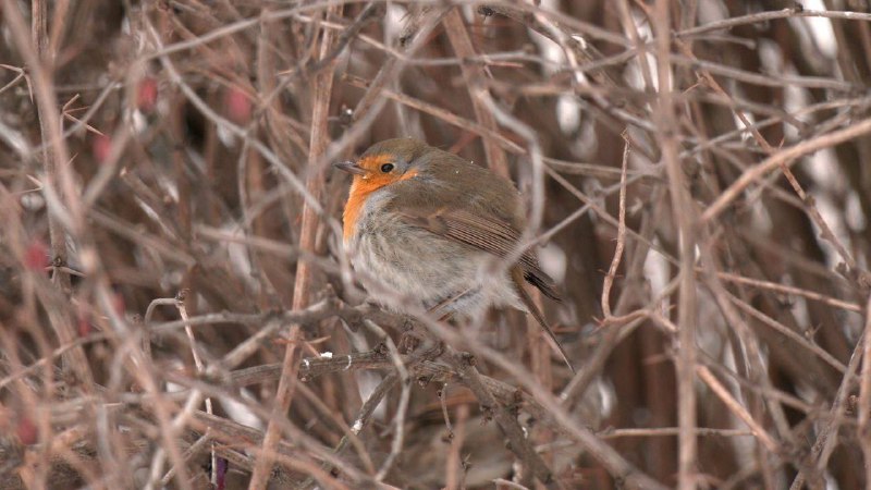 Иллюстрация 1