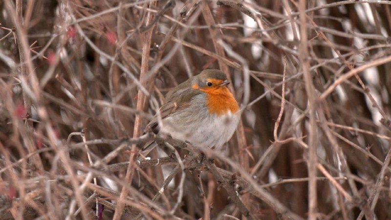 Иллюстрация 2